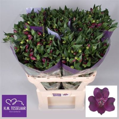 Альстромерия Ov Purple