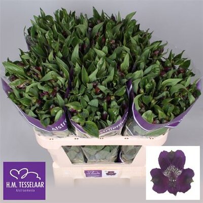 Альстромерия Ov Purple Ex