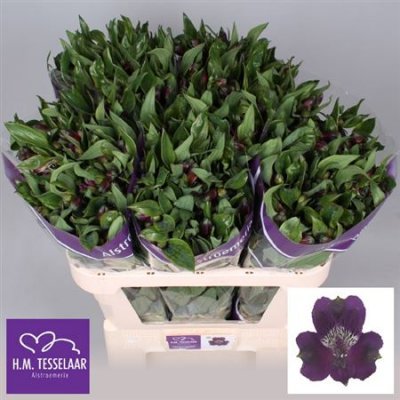 Альстромерия Ov Purple Ex