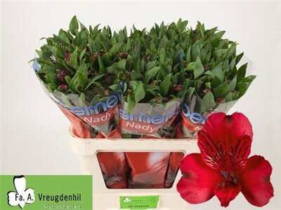 Альстромерия Ov Red Ex