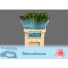 Альстромерия Primadonna Sup
