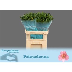 Альстромерия Primadonna Sup