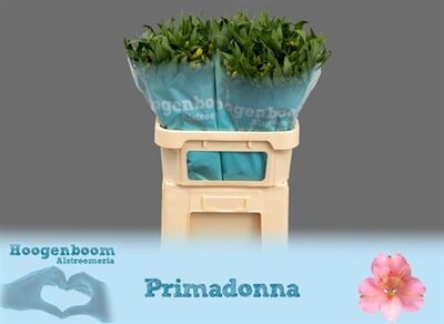 Альстромерия Primadonna Sup