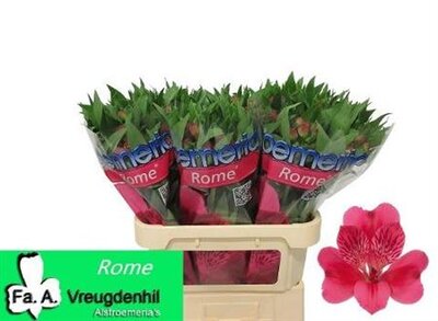 Альстромерия Rome