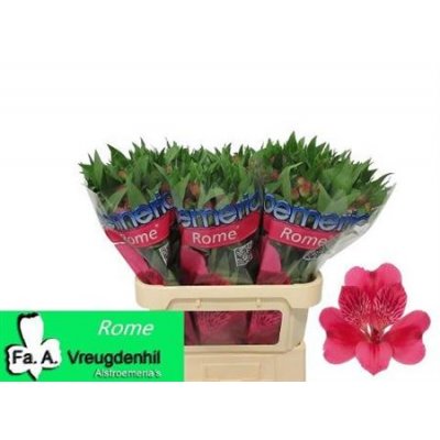 Альстромерия Rome