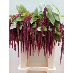 Amar Ca Red Cord