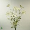 Амми Majus Dille White