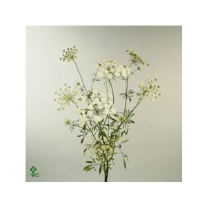 Амми Majus Dille White