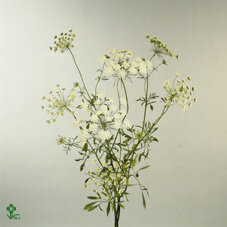 Амми Majus Dille White