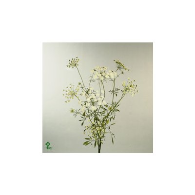 Амми Majus Dille White