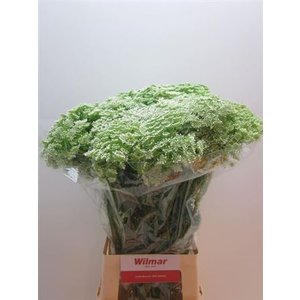 Амми Visnaga