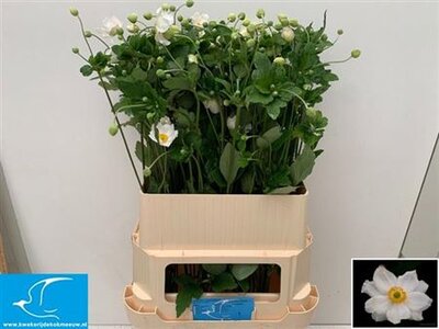 Анемона Ov White