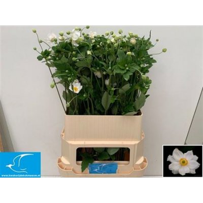 Анемона Ov White