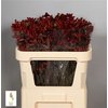 Анигозантос Early Spring Red