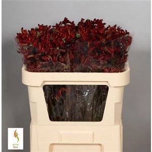 Анигозантос Early Spring Red