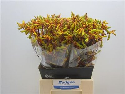 Анигозантос Orange Velvet