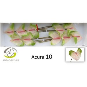 Антуриум A Acura *10