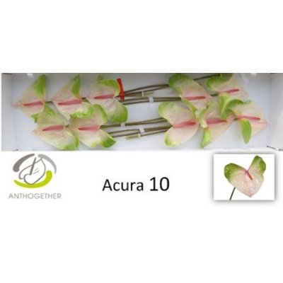 Антуриум A Acura *10