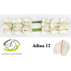 Anth A Adina *12
