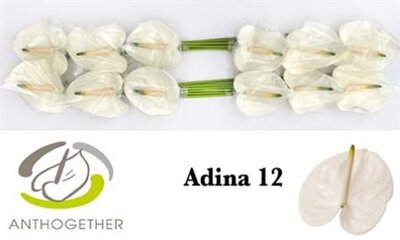 Anth A Adina *12