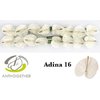Anth A Adina *16