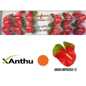 Anth A Amigo Impr. *12