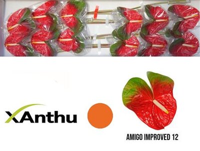Anth A Amigo Impr. *12