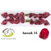 Anth A Anouk *16