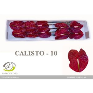 Anth A Calisto *10
