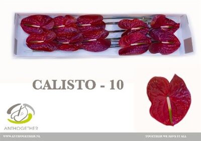 Anth A Calisto *10