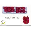 Anth A Calisto *12