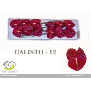 Anth A Calisto *12