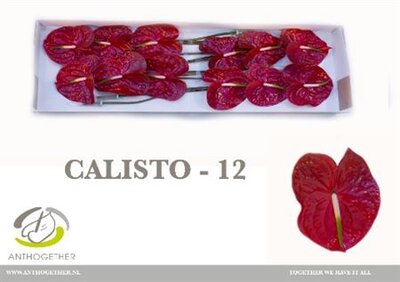 Anth A Calisto *12
