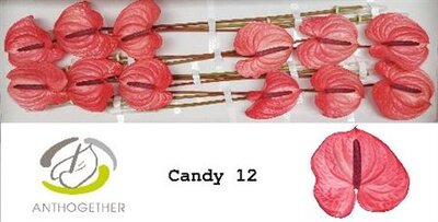 Anth A Candy *12