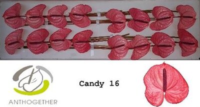 Anth A Candy *16