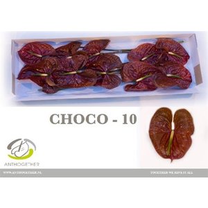 Anth A Choco *10