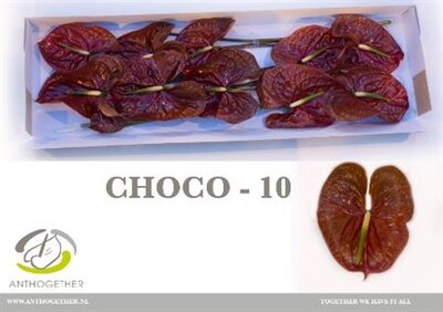 Anth A Choco *10