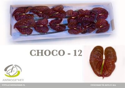 Anth A Choco *12