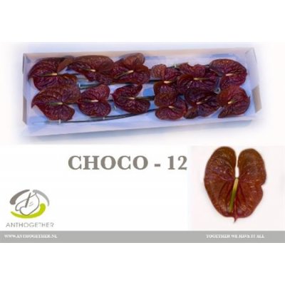 Anth A Choco *12