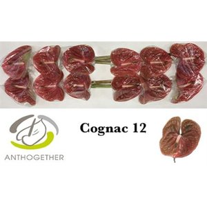 Anth A Cognac *12