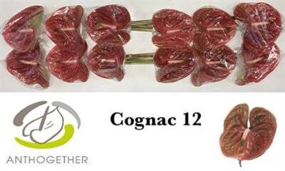 Anth A Cognac *12