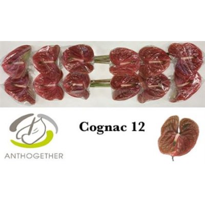 Anth A Cognac *12