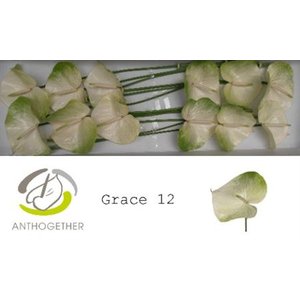 Anth A Grace *12