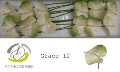Anth A Grace *12
