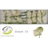 Anth A Grace *16