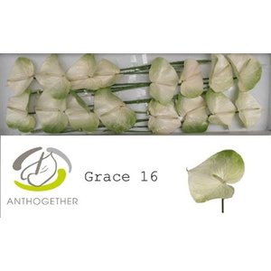 Anth A Grace *16