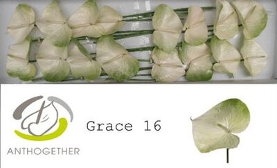 Anth A Grace *16
