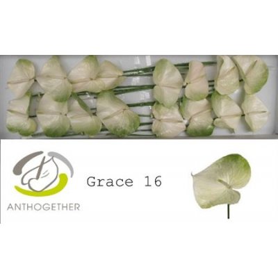 Anth A Grace *16