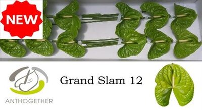Anth A Grand Slam *12