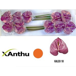 Anth A Kaleo *12